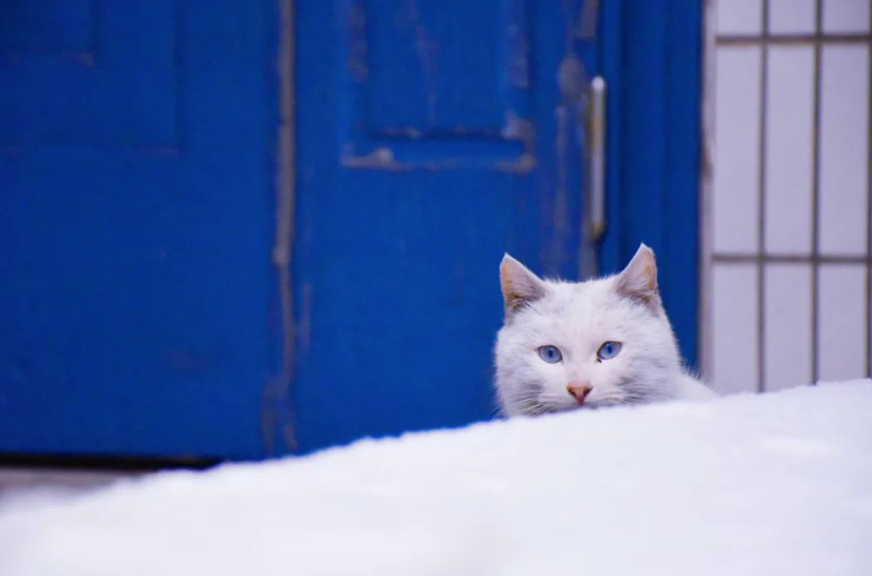 流浪猫每年捕杀百亿野生动物研究的结论靠谱吗？
